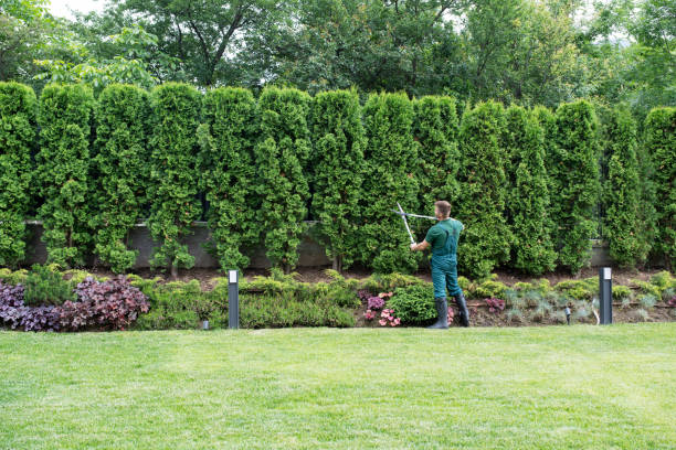 Lawn Pest Prevention in Lonaconing, MD